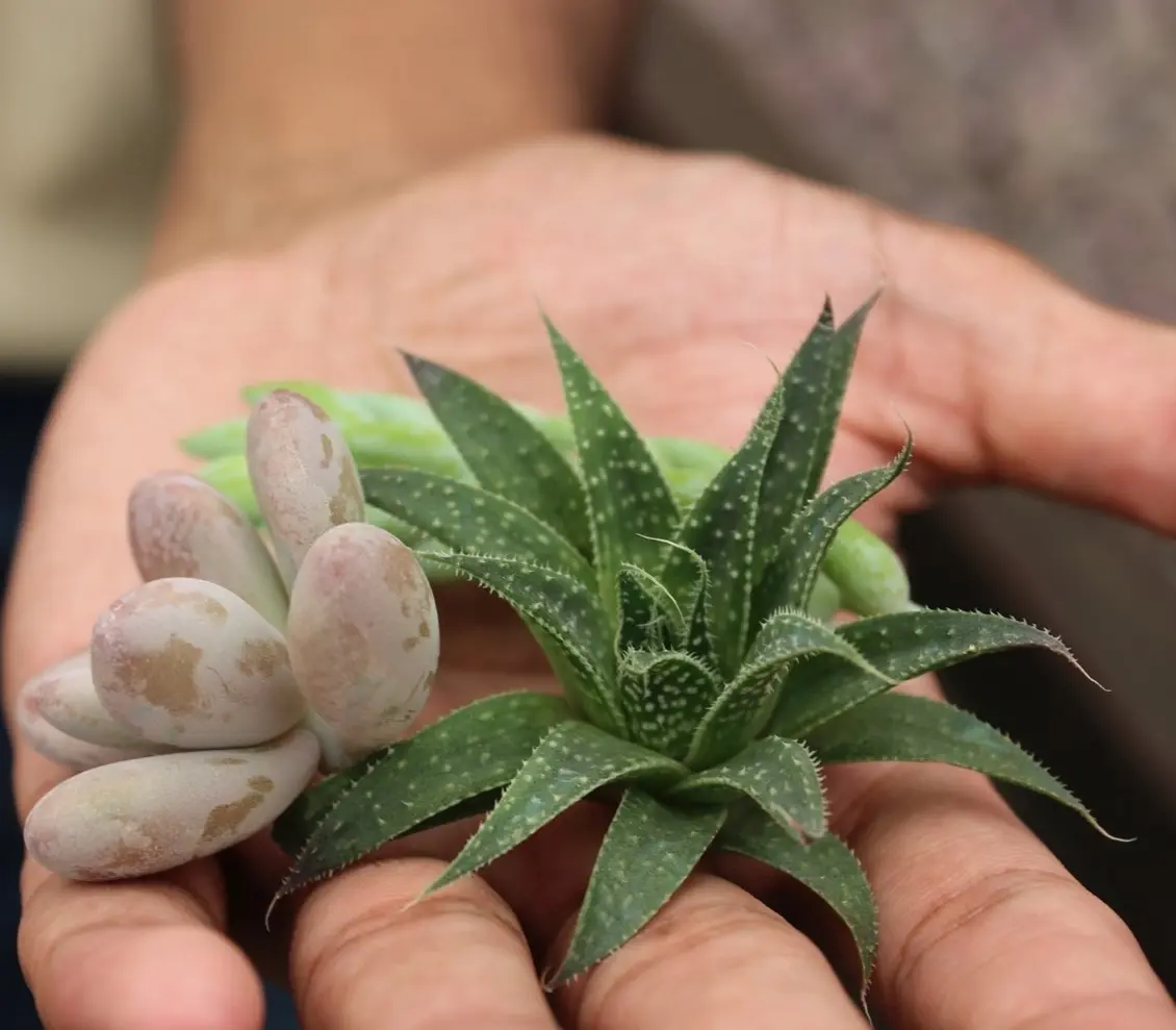 Un-rooted Cuttings
