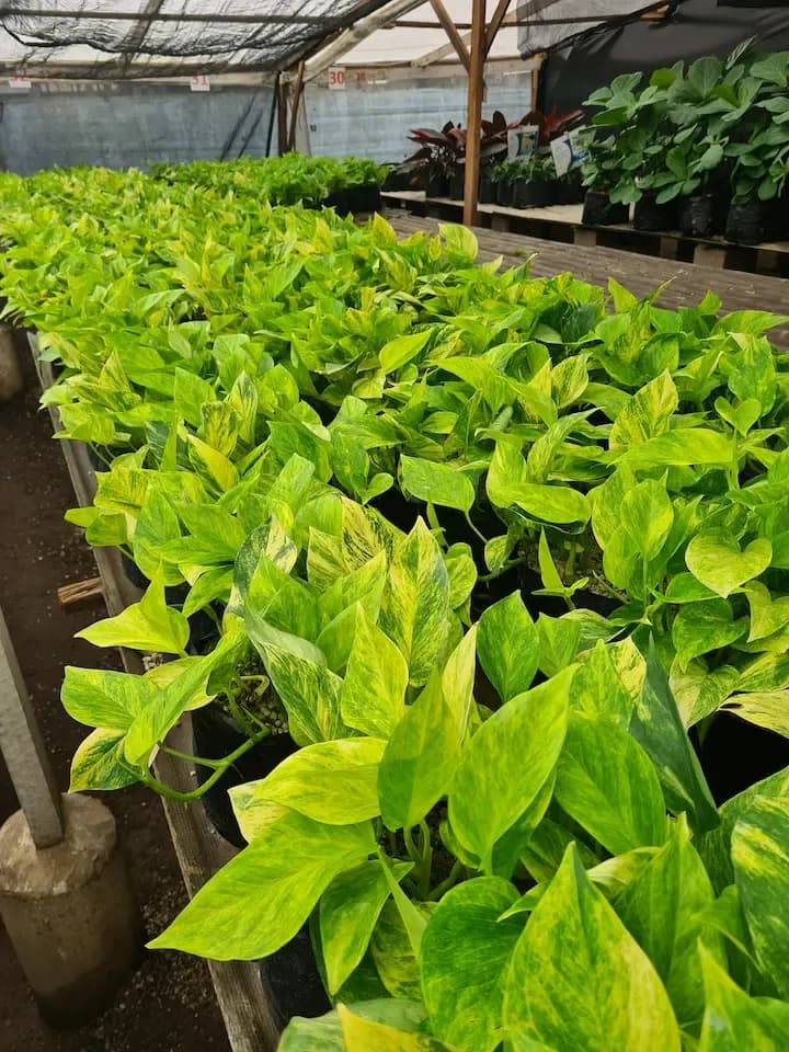 Plant 2