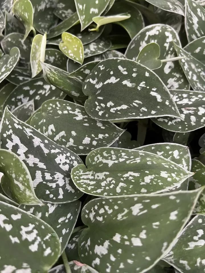 Plant 3