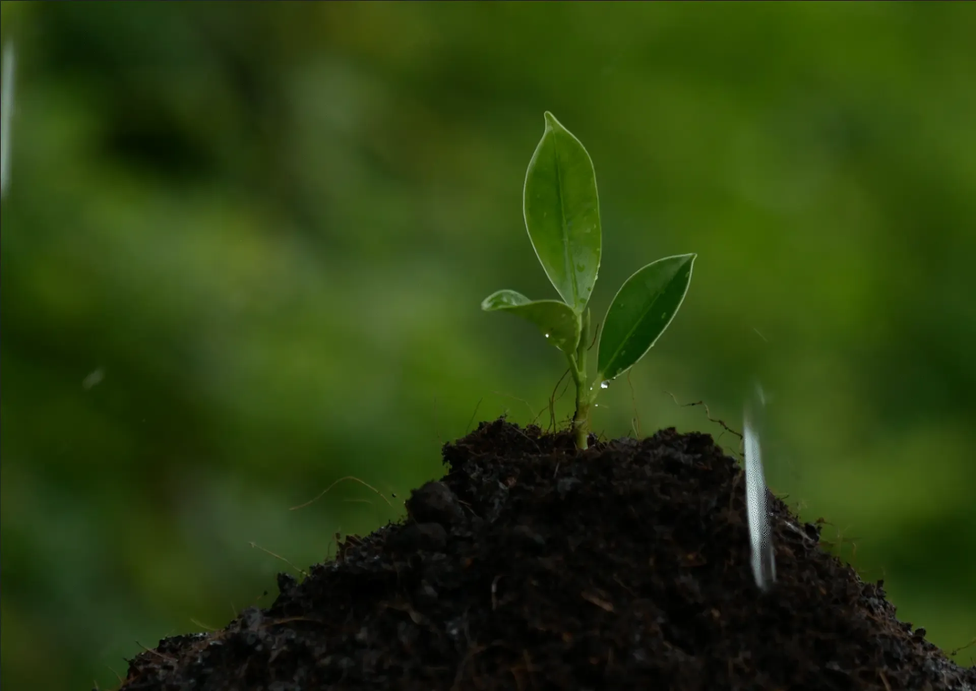 Plant 2