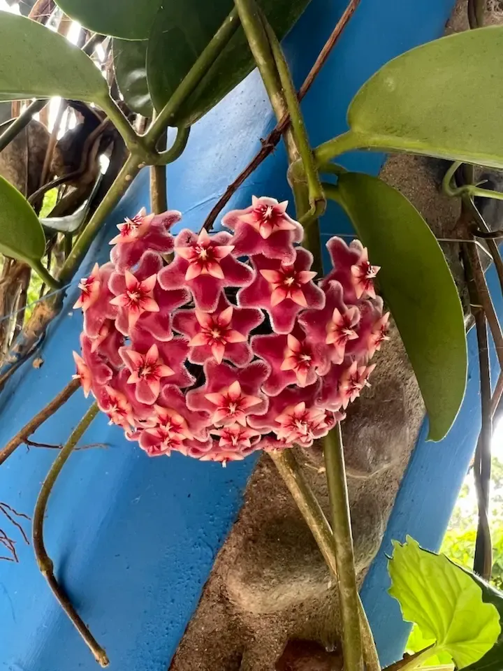Plant 3