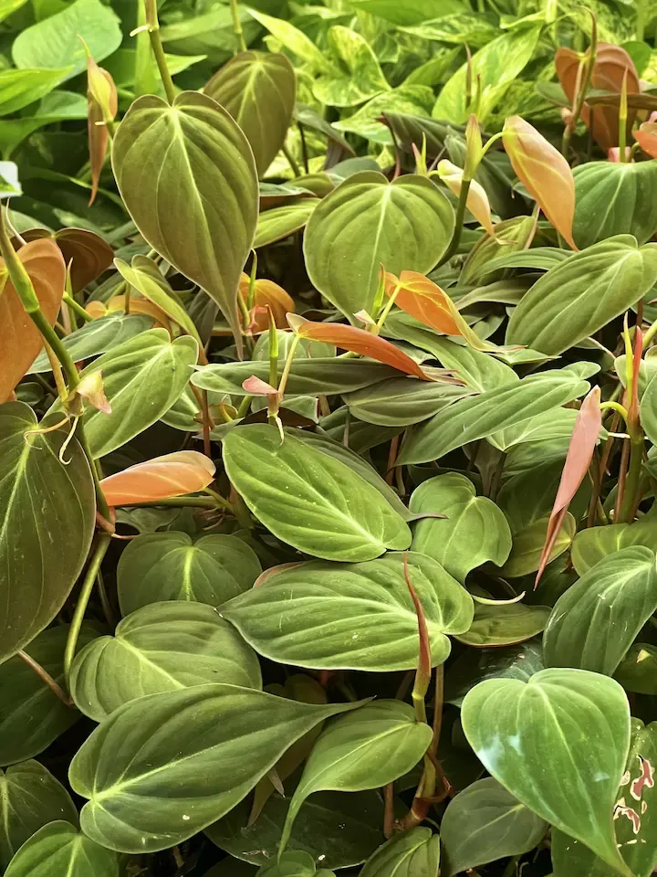 Plant 2