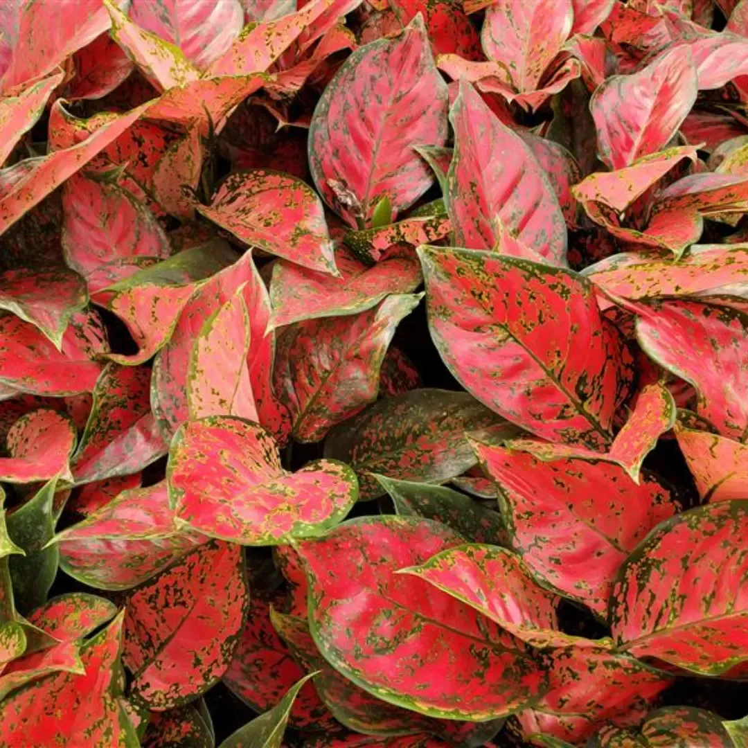 Aglaonema