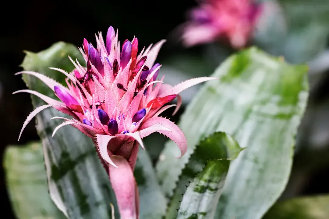 Bromeliads