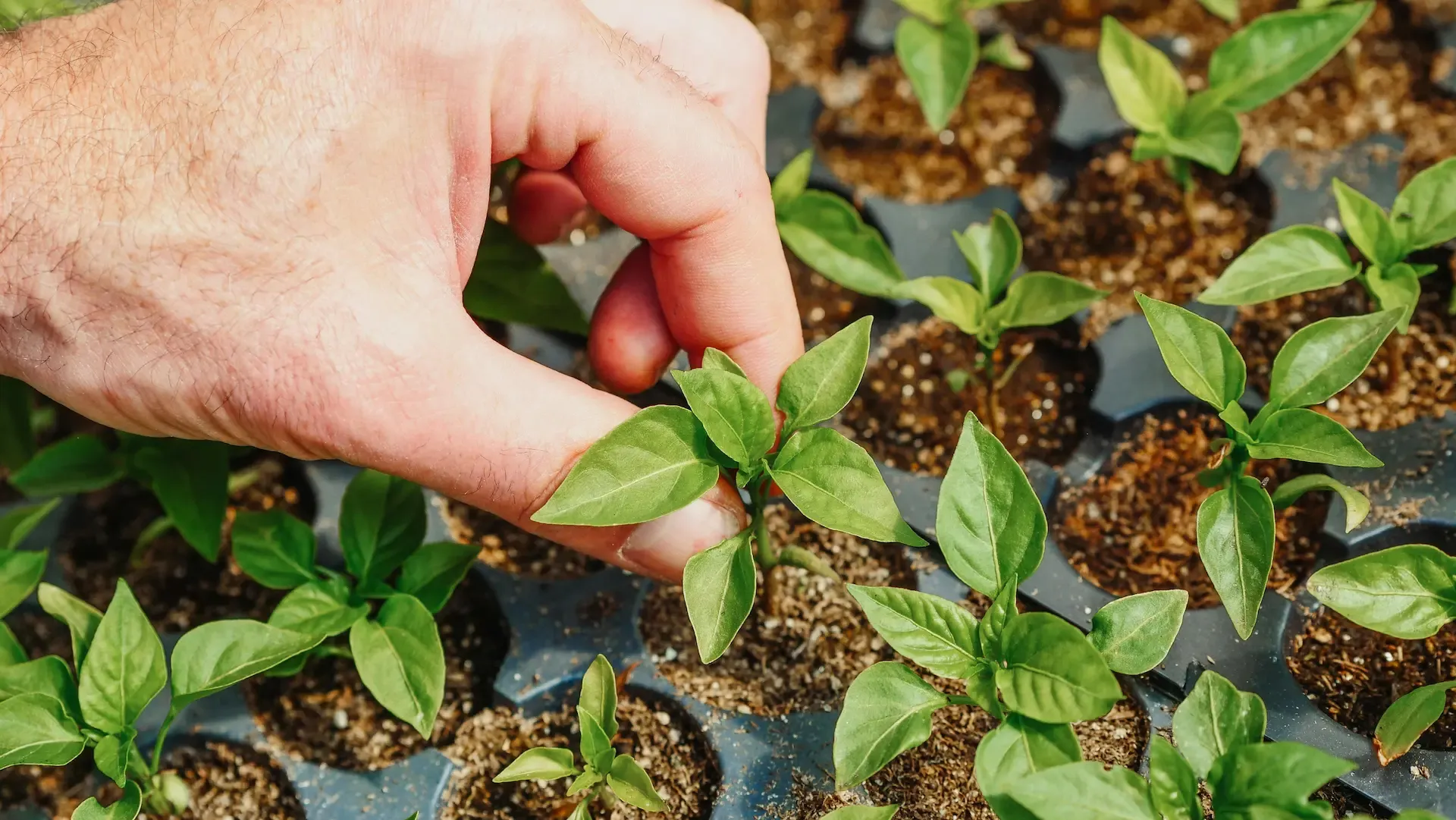 Reliable, healthy plants Every time