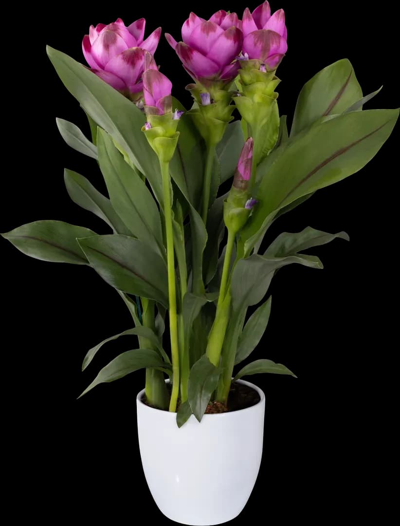 Curcuma