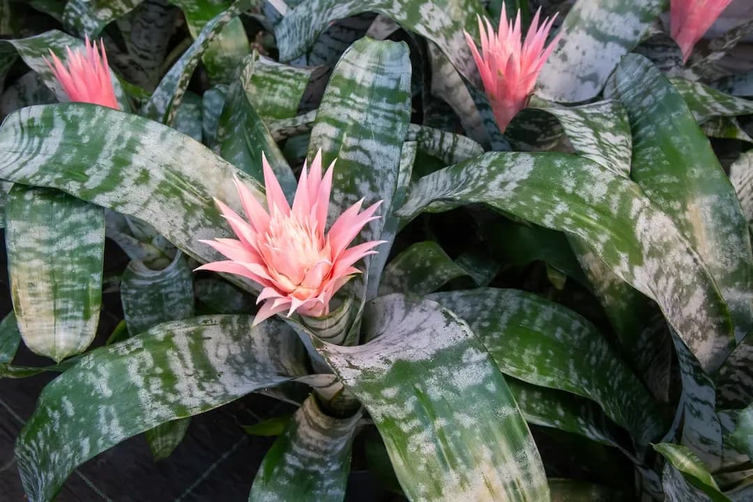 Tropical Flowering