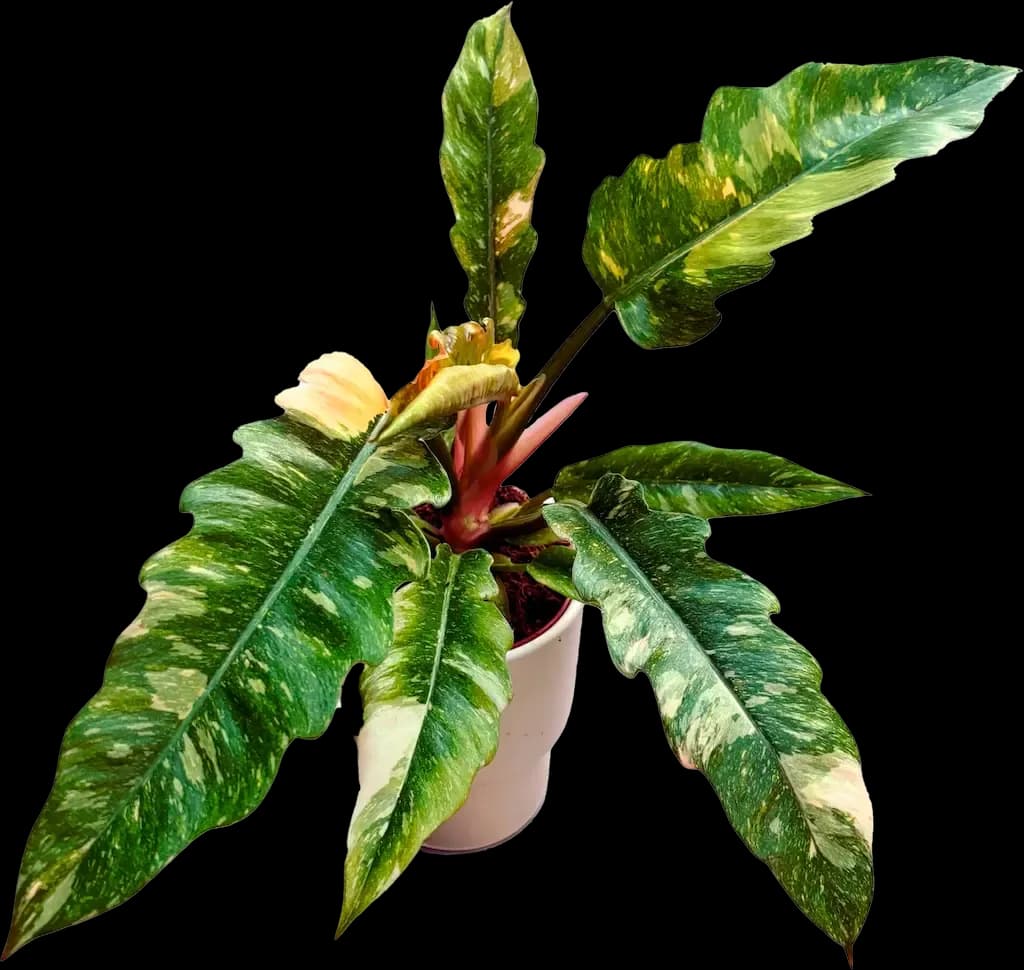 Tropical Foliage