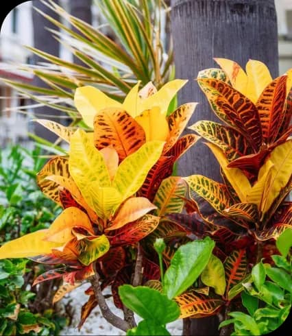 Landscape Plants
