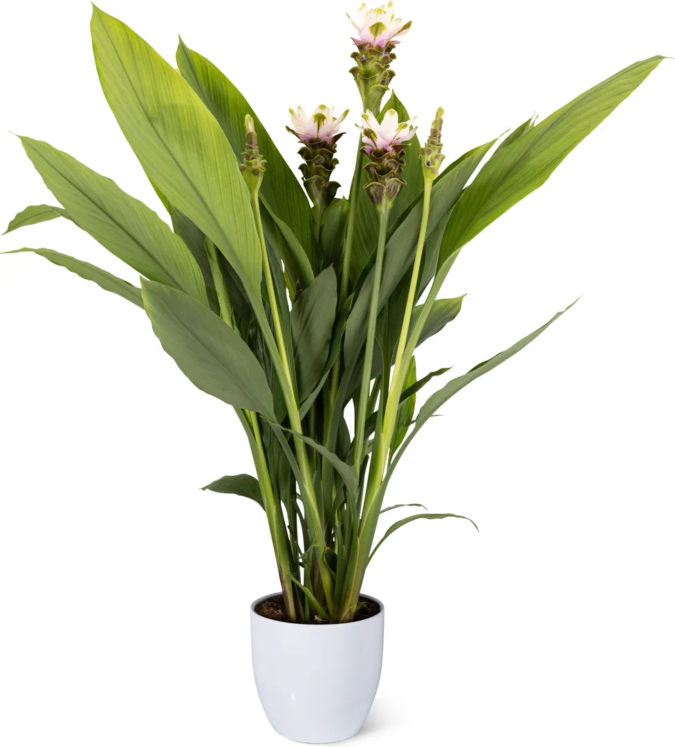 CURCUMA SIAM™ SPARKLING PPAF
