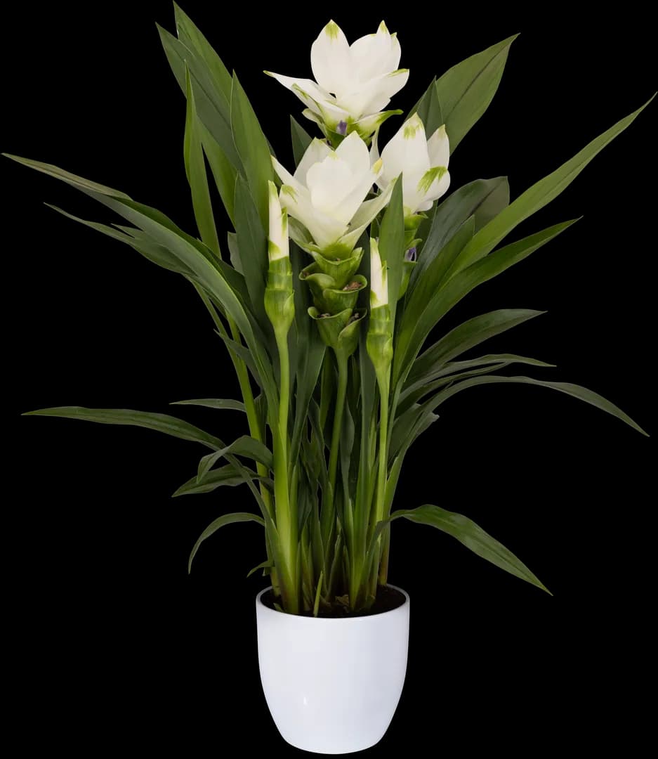 CURCUMA SIAM™ SISTO PPAF