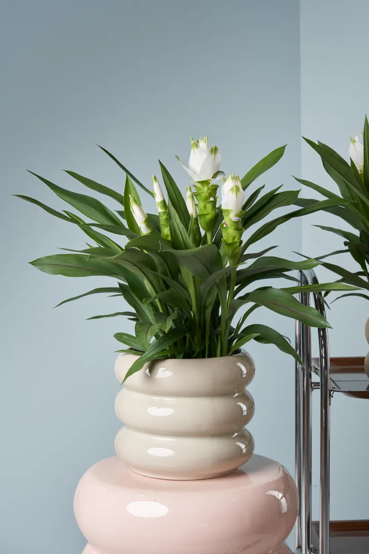 Exotic bloom, clean finish.