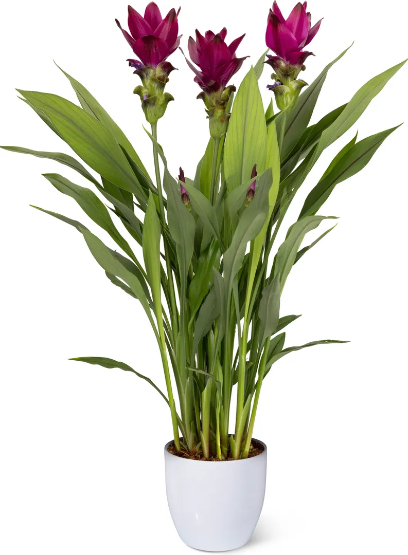 CURCUMA SIAM™ SKYLINE PPAF