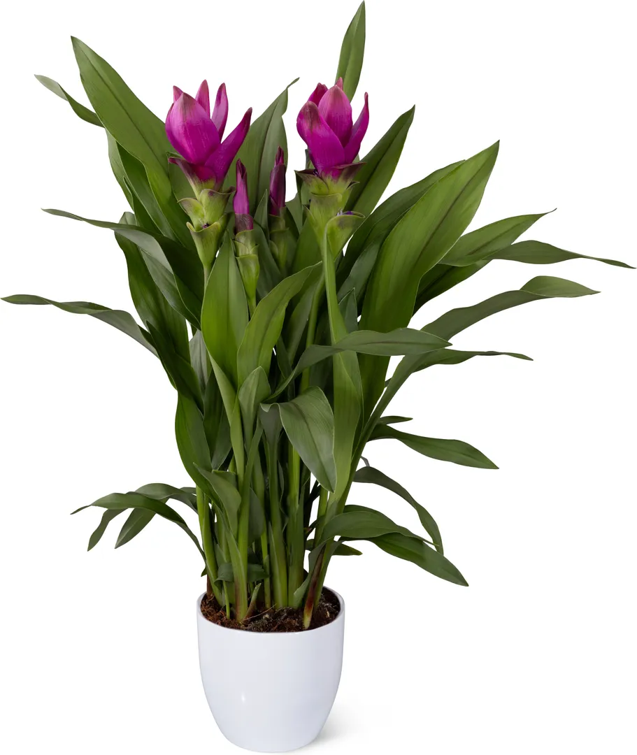 CURCUMA SIAM™ SUBLIME PPAF