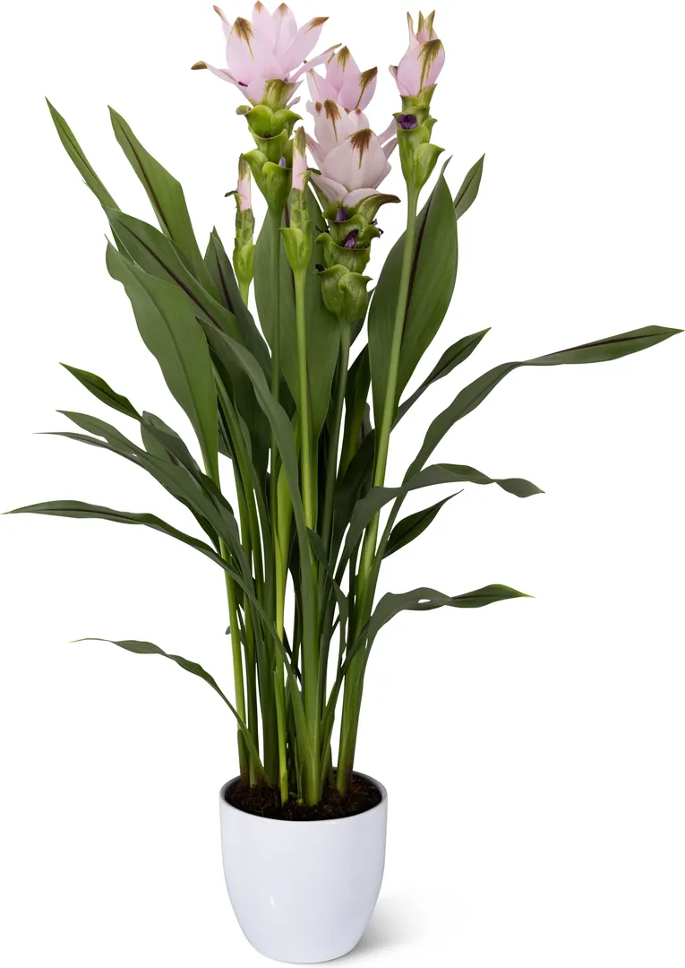 CURCUMA SIAM™ SWING PPAF