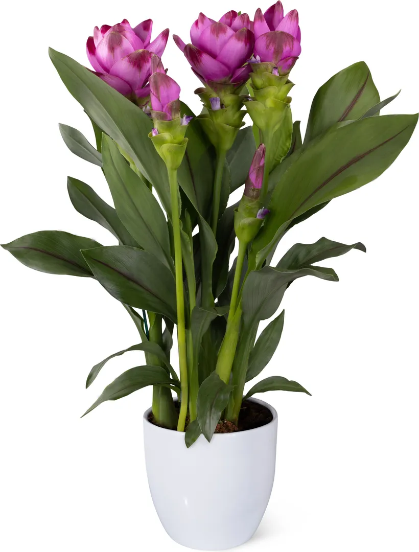 CURCUMA SIAM™ SANNA