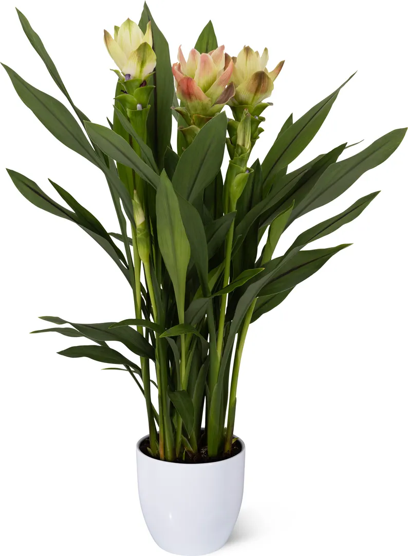 CURCUMA SIAM™ SOLAR PP30,441