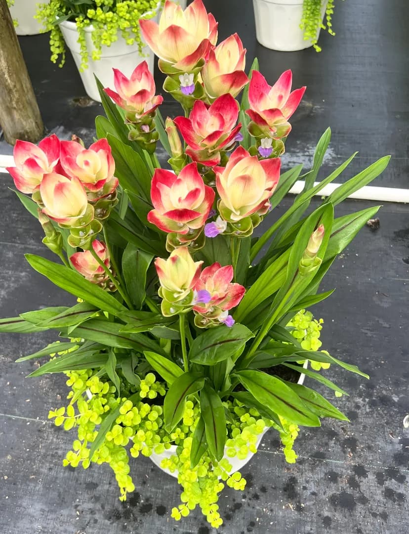 Exotic bloom, clean finish.
