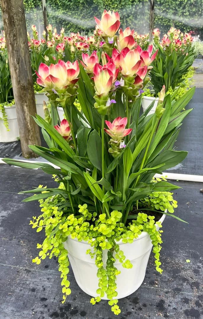 Exotic bloom, clean finish.