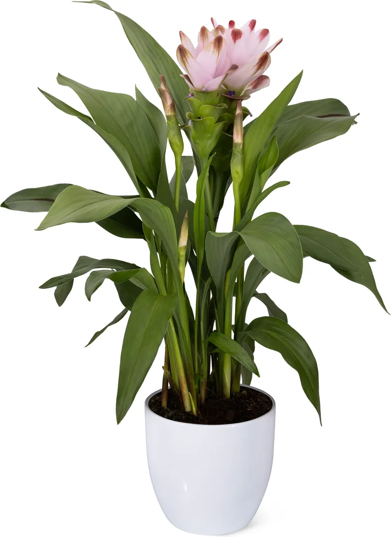 CURCUMA SIAM™ SALSA