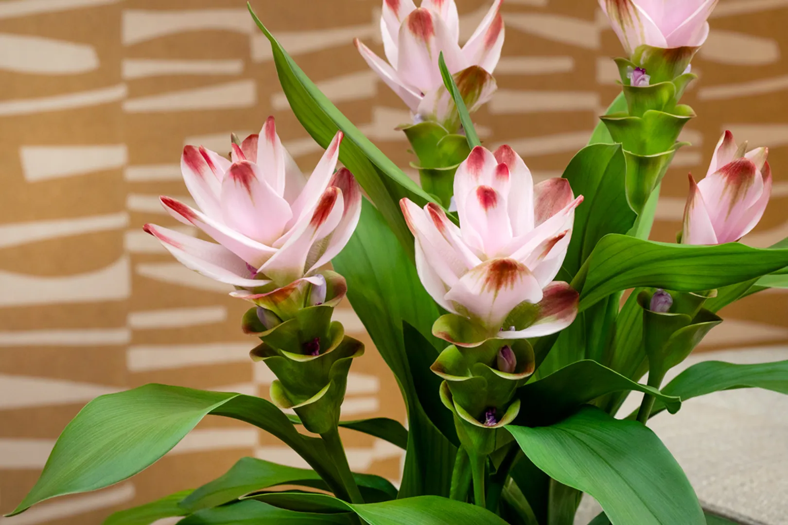 Exotic bloom, clean finish.