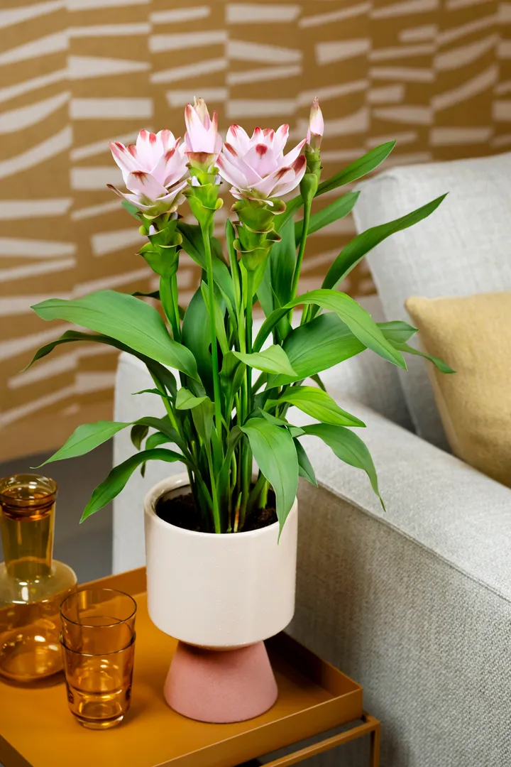 Exotic bloom, clean finish.
