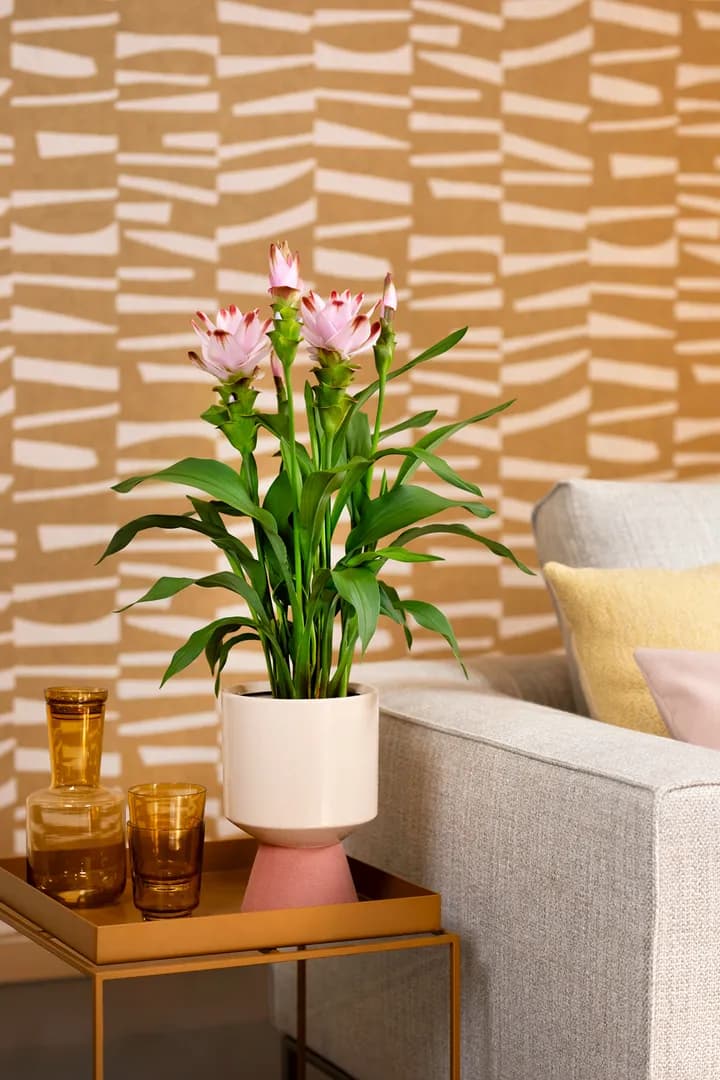 Exotic bloom, clean finish.