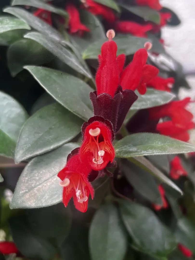 AESCHYNANTHUS RADICANS MONA LISA