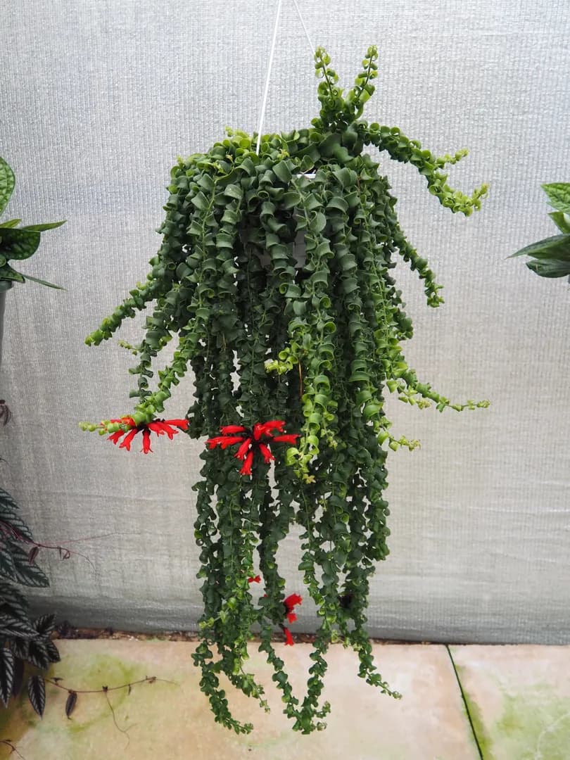 AESCHYNANTHUS RADICANS RASTA