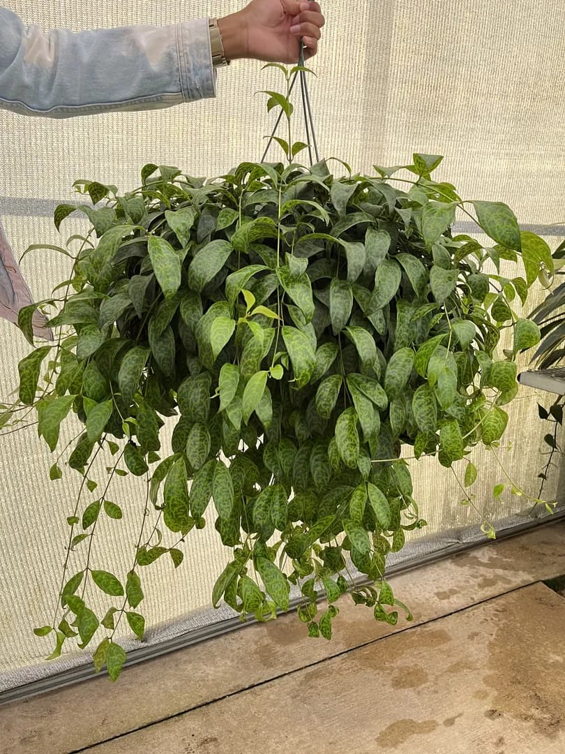 AESCHYNANTHUS LONGICAULIS BLACK PAGODA