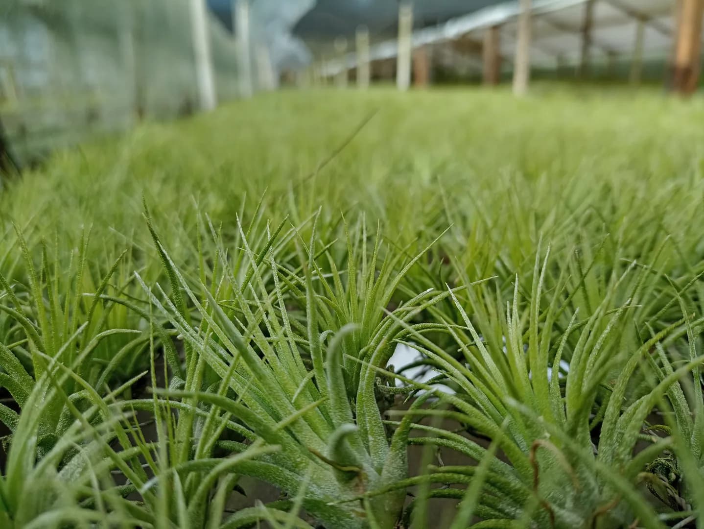 TILLANDSIA IONANTHA IONANTHA