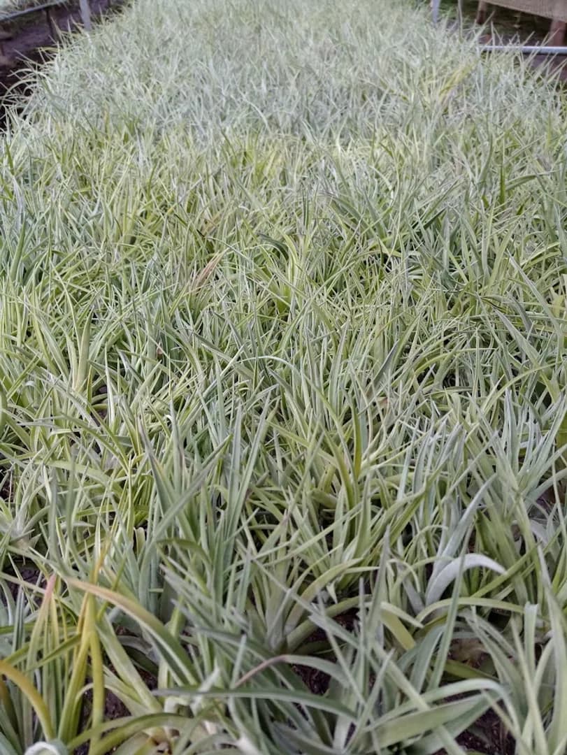 TILLANDSIA BRACH ABDITA