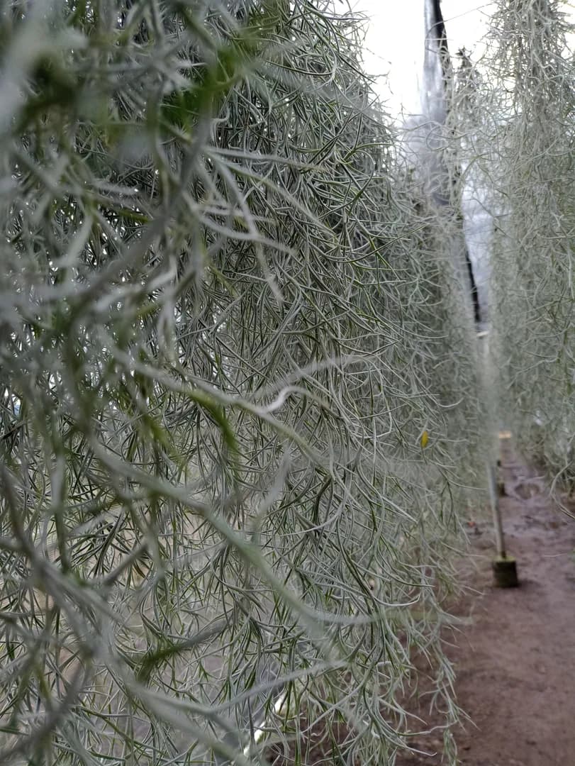 TILLANDSIA USNEOIDES MEXICAN