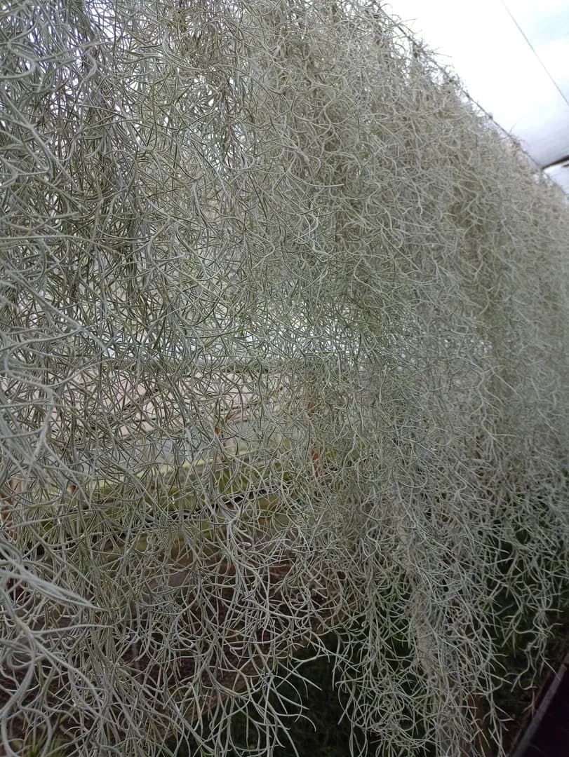 TILLANDSIA USNEOIDES GUATEMALAN