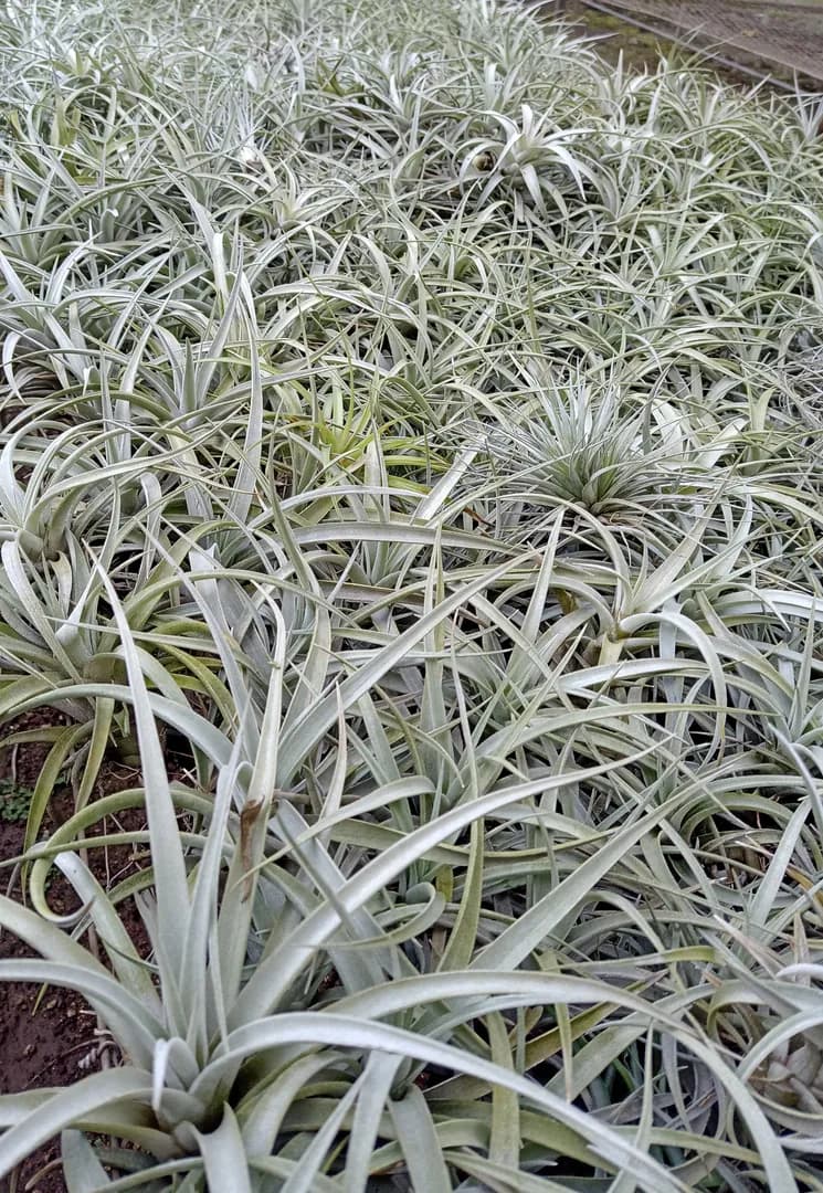 TILLANDSIA HARRISII (HIMNORUM)