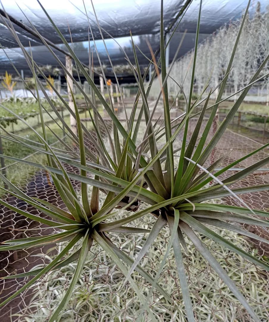 TILLANDSIA FASCICULATA TRICOLOR,GIANT
