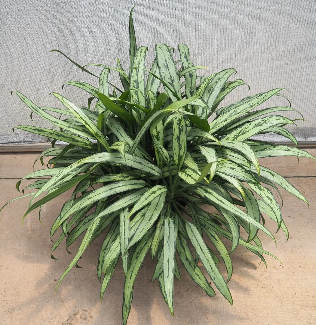 AGLAONEMA CUTLASS PP22,940