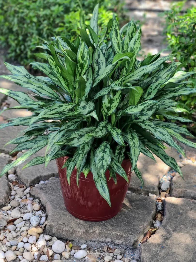 AGLAONEMA MISS JULIETTE PPAF