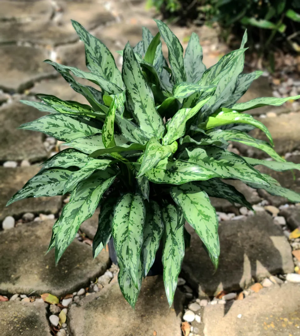 AGLAONEMA ROMEO