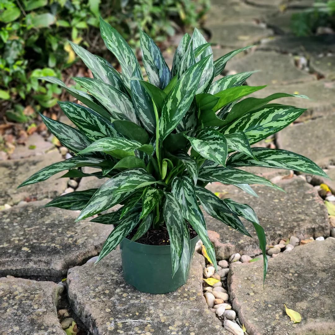 AGLAONEMA TIGRESS PP23,971