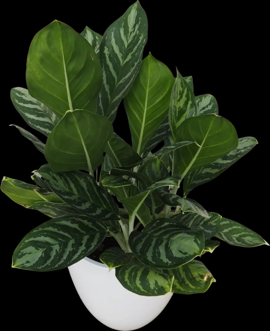 AGLAONEMA LEGACY PPAF