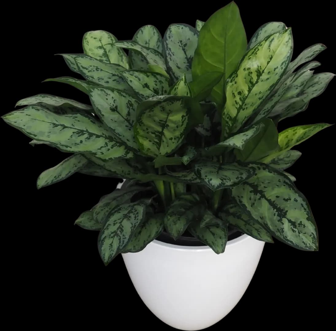 AGLAONEMA MI PRIMO PPAF