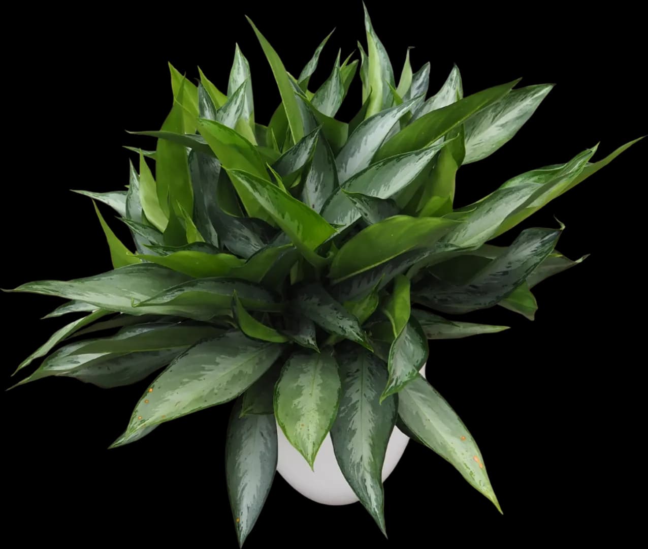 AGLAONEMA SILVERADO PP14,287