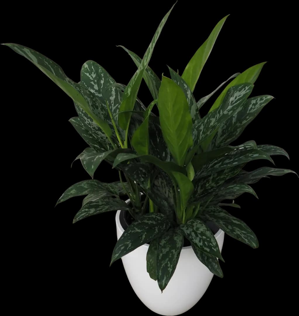 AGLAONEMA GREEN LADY