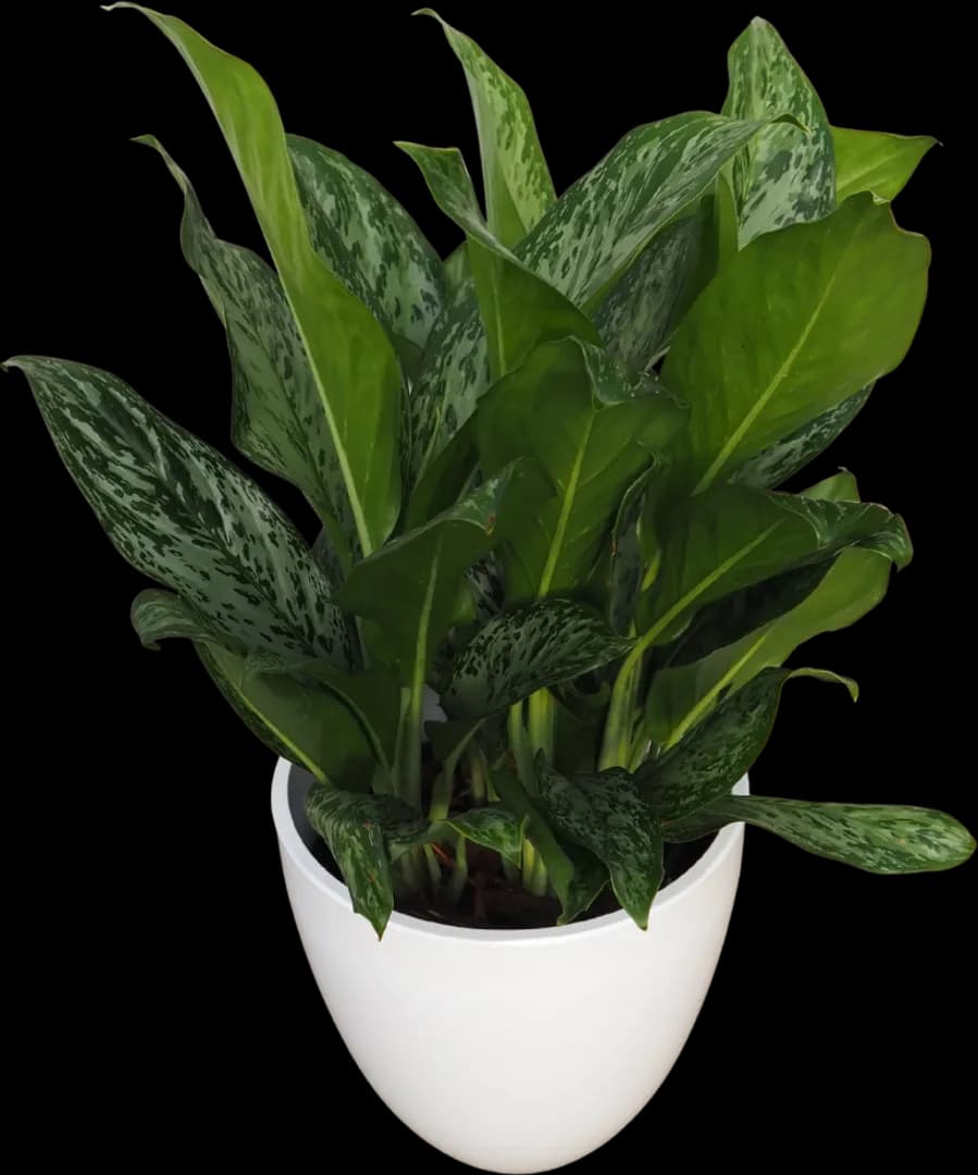 AGLAONEMA GREEN LIGHT