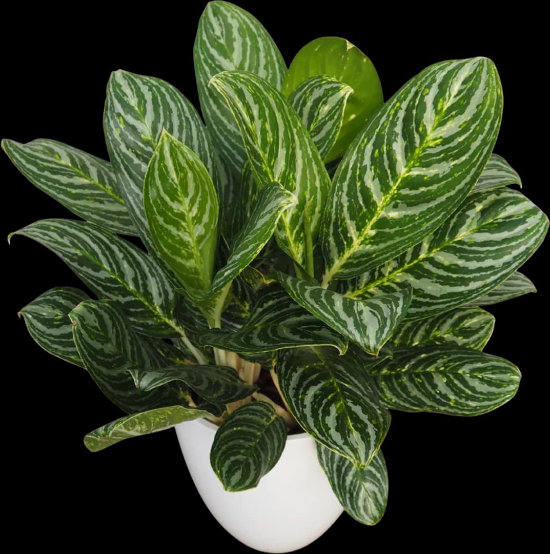 AGLAONEMA GREEN SUN