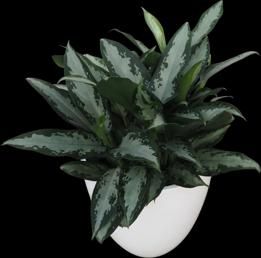 AGLAONEMA JUBILEE PETITE