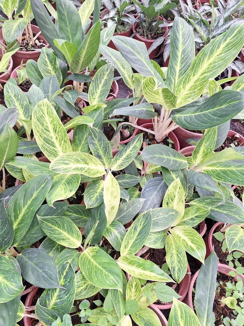 AGLAONEMA KING OF SIAM