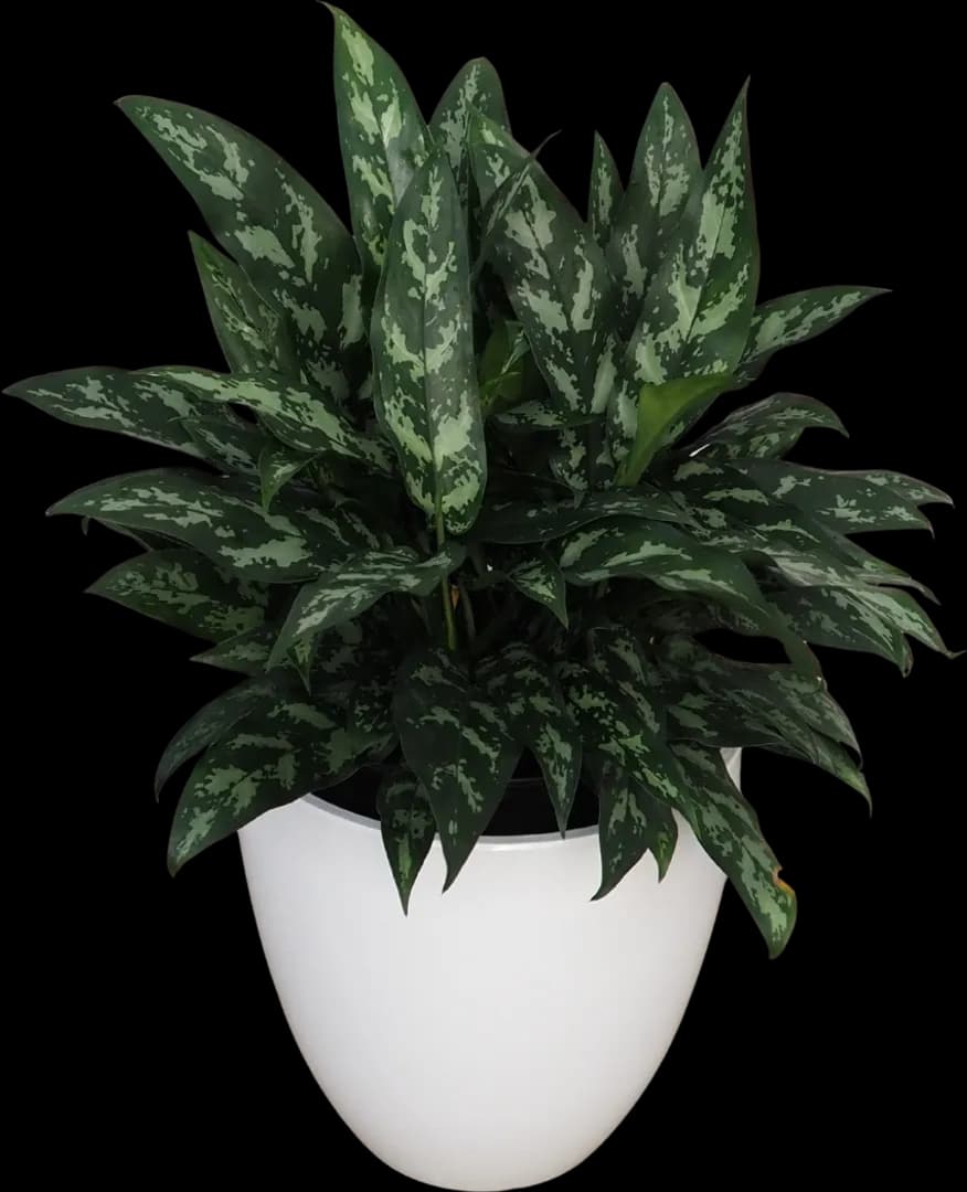 AGLAONEMA MARIA