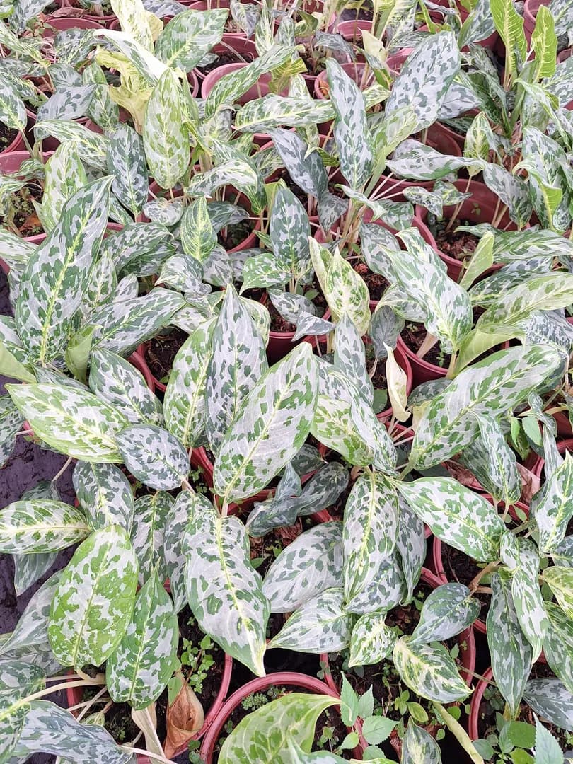 AGLAONEMA PEACOCK
